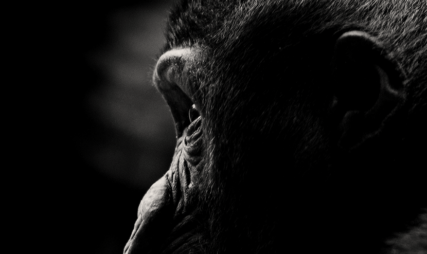 A Hipótese da Ressonância Mórfica e a Teoria do Centésimo Macaco